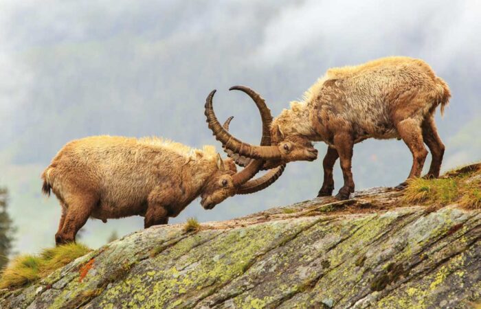 Konflikte und Konflikteskalation